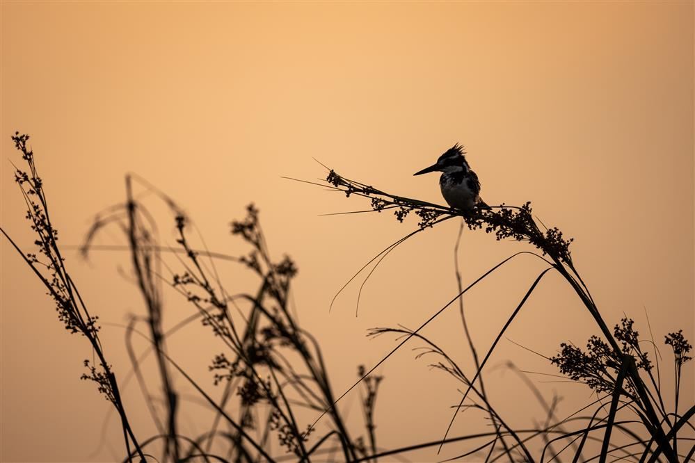  bird at sunrise